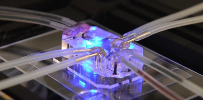 Quando un chip può simulare gli organi umani