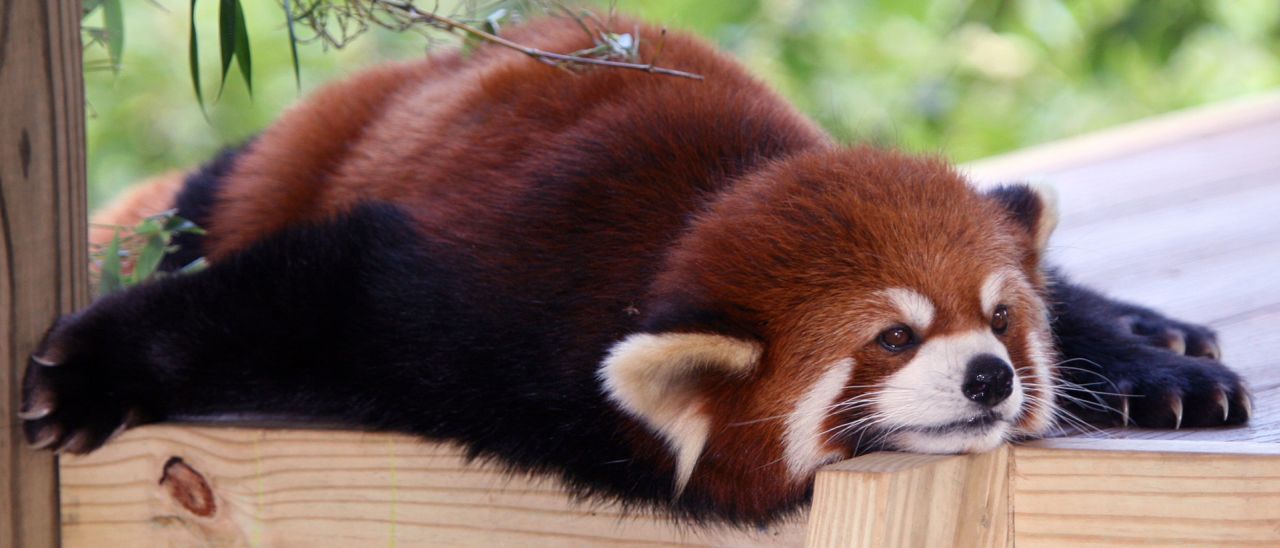 Mozilla rilascia Firefox 31 per desktop e Android