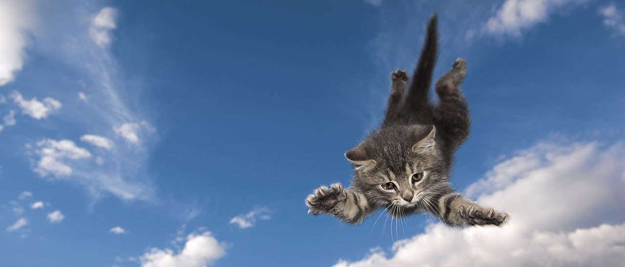 Brevetti Apple: l'iPhone che cade come un gatto