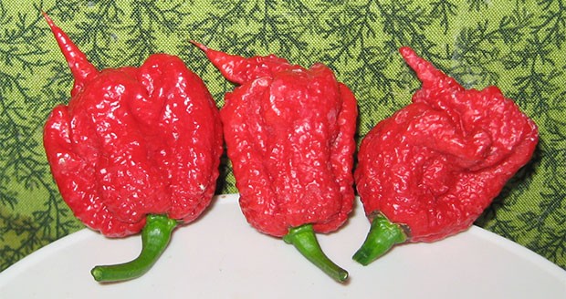 Carolina Reaper: il peperoncino più piccante del mondo (fino a 2.200.000 unità Scoville)