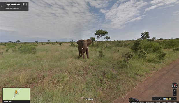 Un elefante a spasso per il Kruger National Park