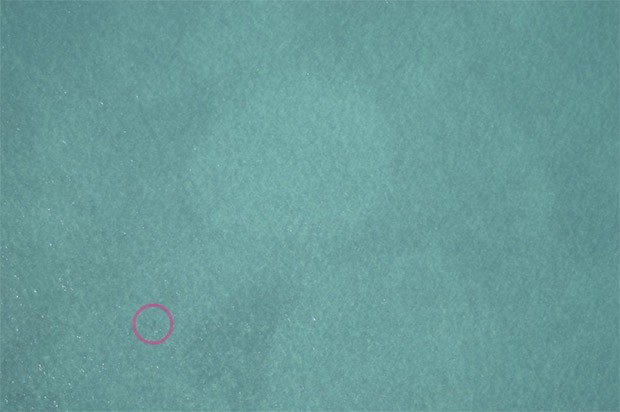 L'immagine analizzata dall'algoritmo alla ricerca dei dugongo