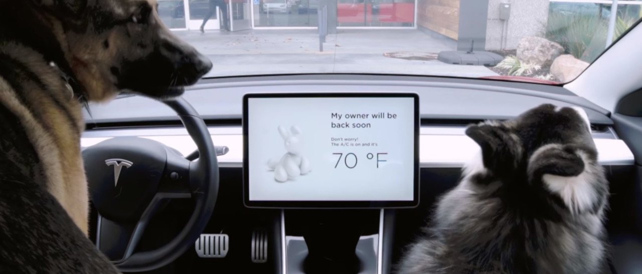 Tesla, cani al sicuro con la Dog Mode