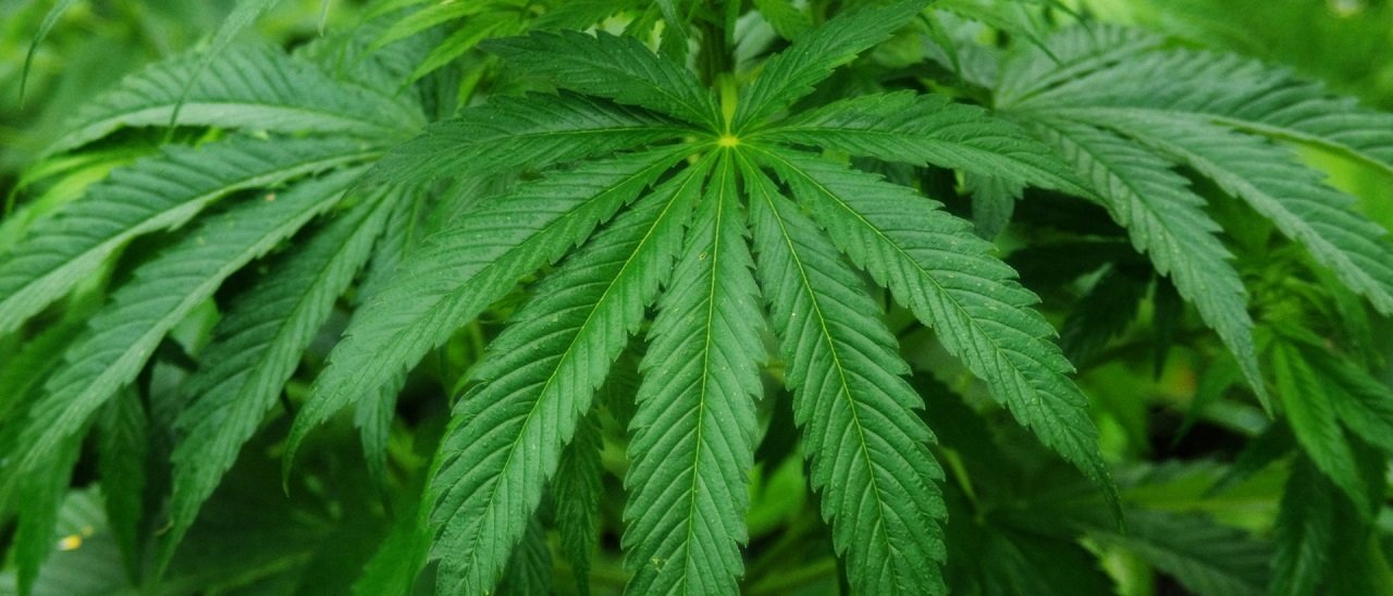 Google vieta le app che vendono marijuana Google vieta le app che vendono marijuana