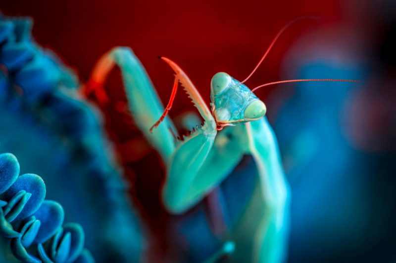 roaming mantis