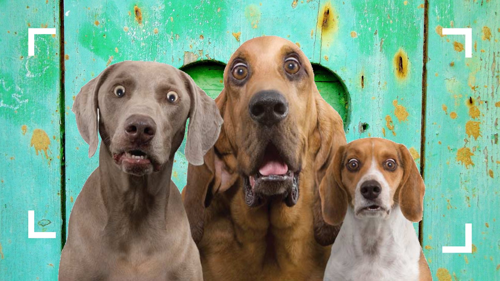 L’Amazon dei gadget GENIALI ma nascosti 10 oggetti CURIOSI utili che