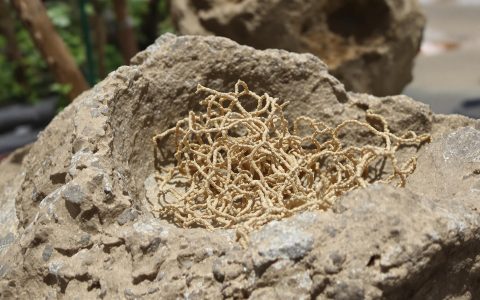 Scoperta rivoluzionaria: collagene trovato in fossile di dinosauro