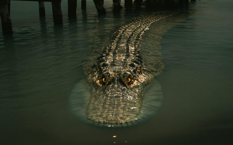 Crocodilus: Nuova Minaccia per gli Smartphone Android