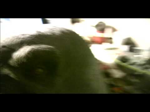 halo elite animatronic -02