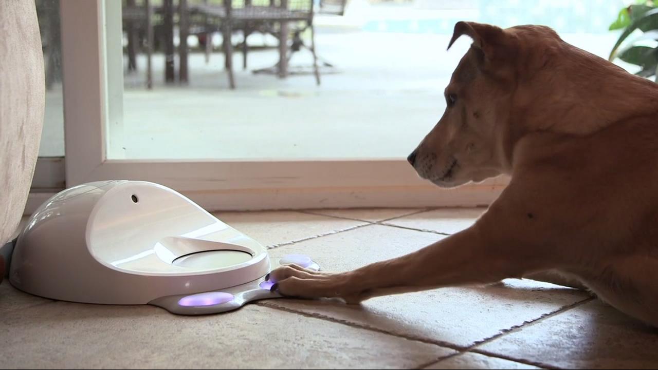 CleverPet: la prima console per cani vince la sfida di Kickstarter