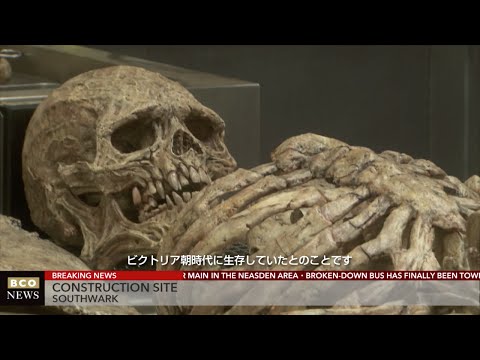 BCO NEWS 謎の生物の骨